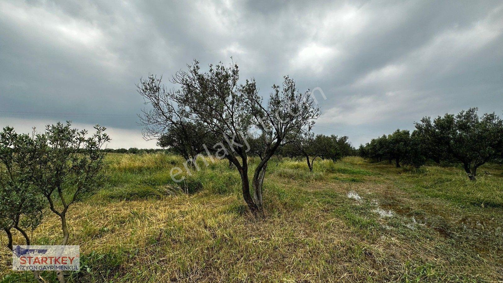 Akhisar Aziosb Tam Karşısı Harika Konumda Asfalt Üstü 1350m2 — fotoğraf 5