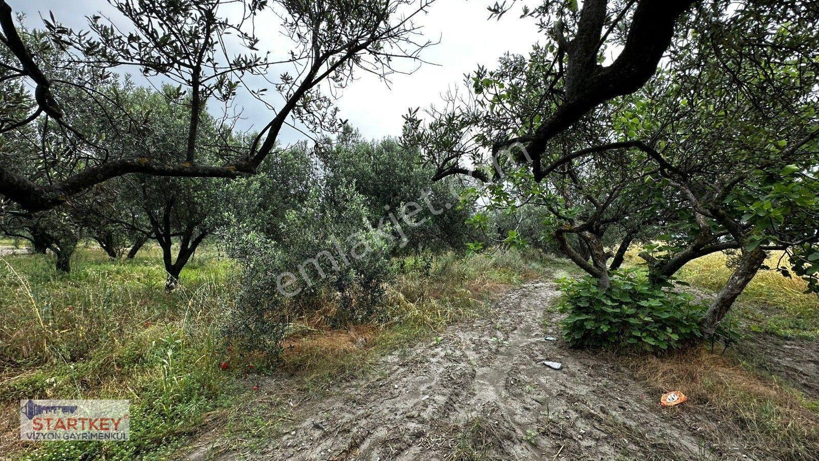 Akhisar Aziosb Tam Karşısı Harika Konumda Asfalt Üstü 1350m2 — fotoğraf 15