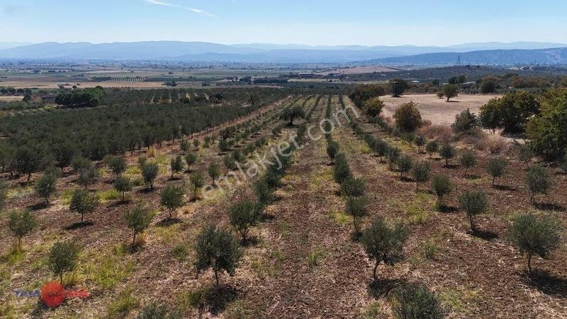 Bergama Kurtuluşta Bergamaya 5 Dak. Satılık Zeytinlik — fotoğraf 2