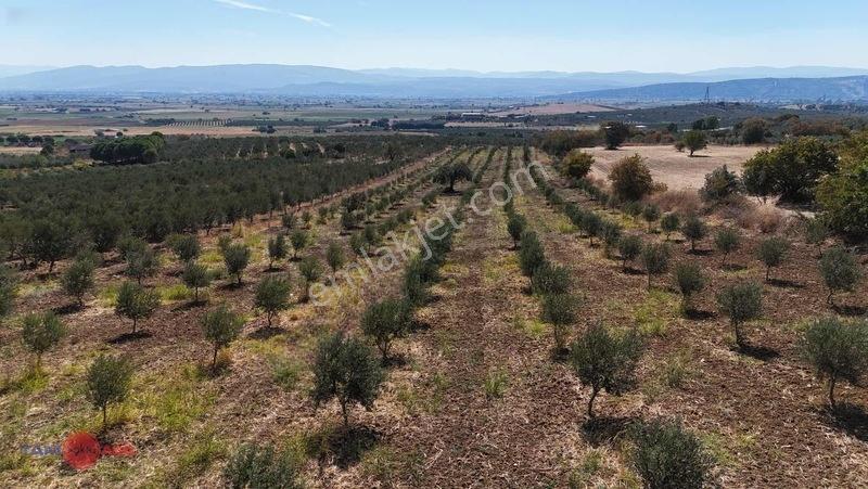Bergama Kurtuluşta Bergamaya 5 Dak. Satılık Zeytinlik — fotoğraf 3