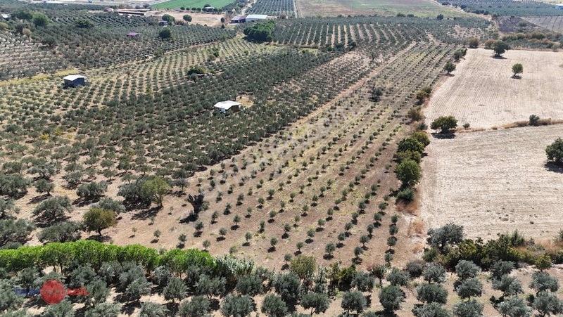Bergama Kurtuluşta Bergamaya 5 Dak. Satılık Zeytinlik — fotoğraf 4