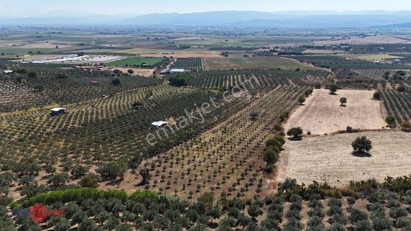 Bergama Kurtuluşta Bergamaya 5 Dak. Satılık Zeytinlik — fotoğraf 5