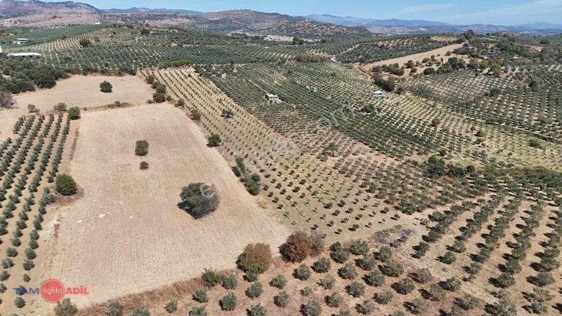 Bergama Kurtuluşta Bergamaya 5 Dak. Satılık Zeytinlik — fotoğraf 6