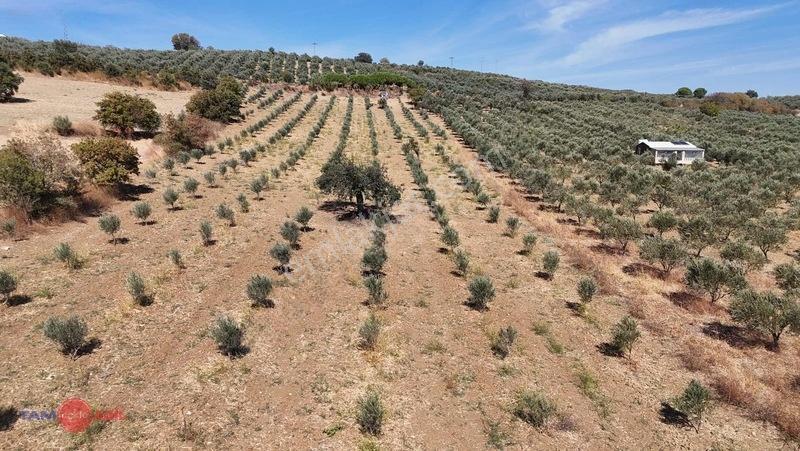 Bergama Kurtuluşta Bergamaya 5 Dak. Satılık Zeytinlik — fotoğraf 10
