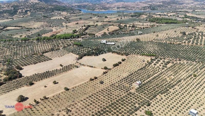 Bergama Kurtuluşta Bergamaya 5 Dak. Satılık Zeytinlik — fotoğraf 11