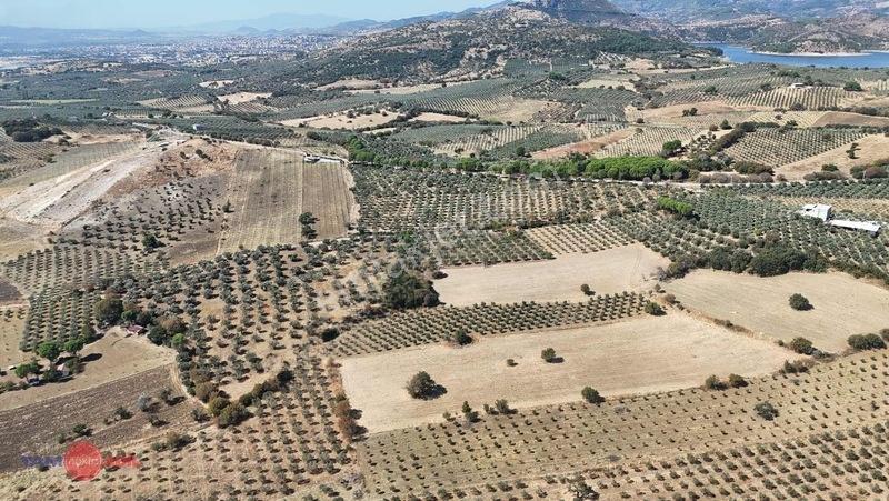 Bergama Kurtuluşta Bergamaya 5 Dak. Satılık Zeytinlik — fotoğraf 12