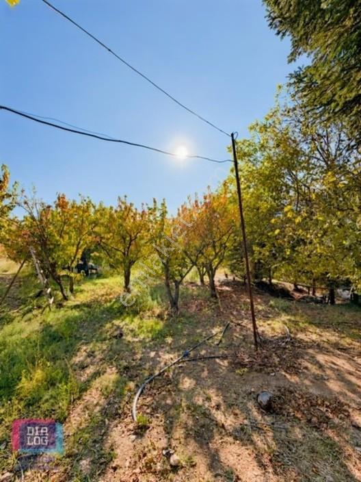 Kemalpaşa Ovacık'ta Özel Yollu 7 Dönüm Kiraz - Ceviz Bahçesi — fotoğraf 5