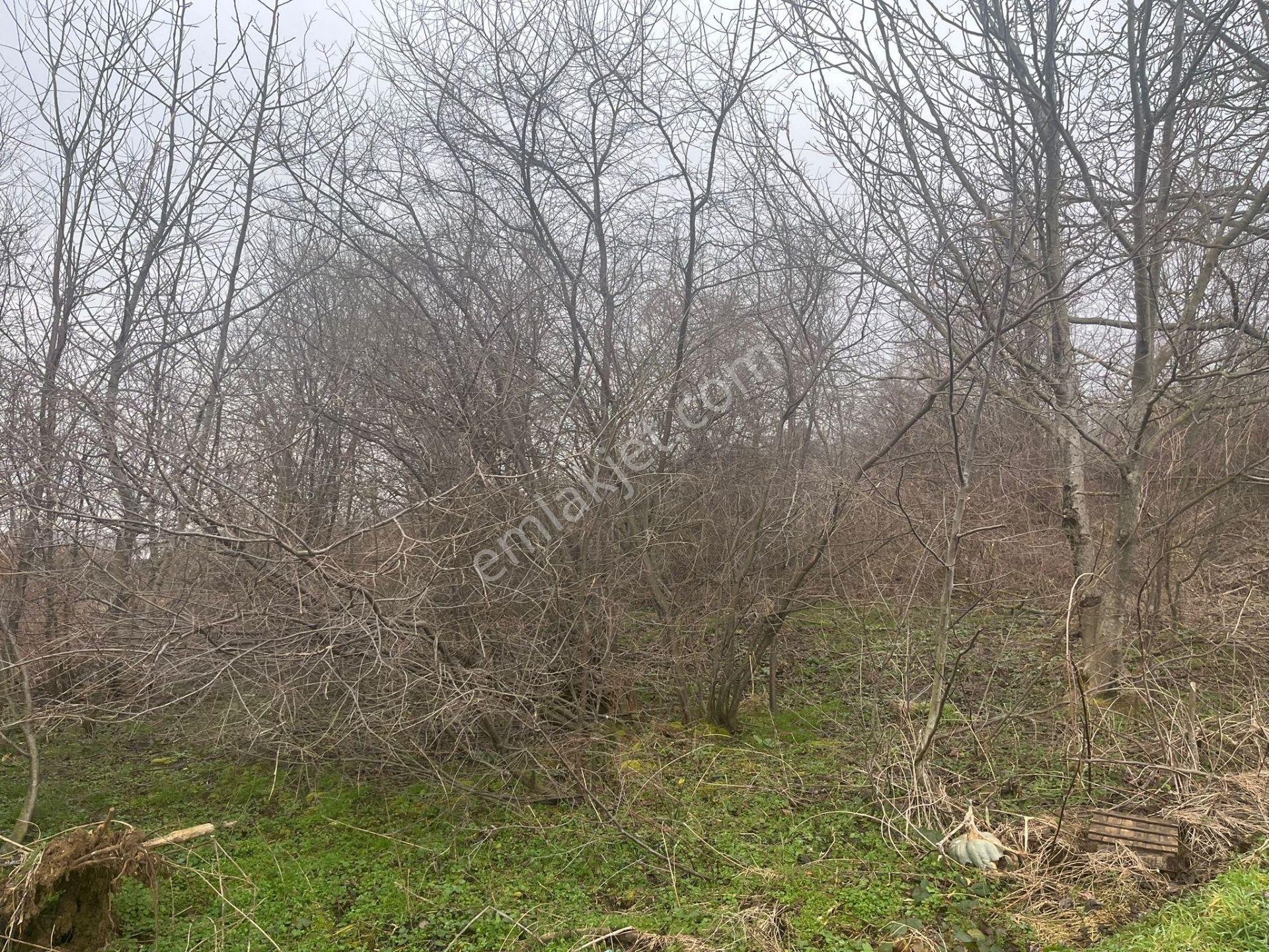 Bursa Kestel Lütfiye Köyiçi Tek Tapu 1256 M2 — fotoğraf 2