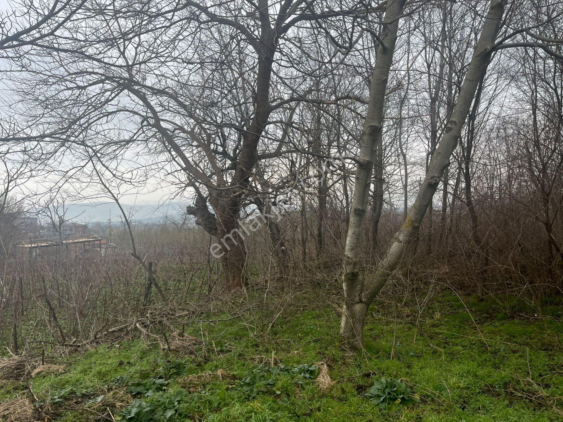 Bursa Kestel Lütfiye Köyiçi Tek Tapu 1256 M2 — fotoğraf 4