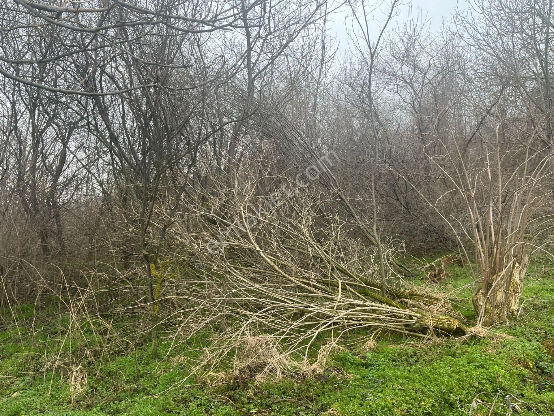 Bursa Kestel Lütfiye Köyiçi Tek Tapu 1256 M2 — fotoğraf 5