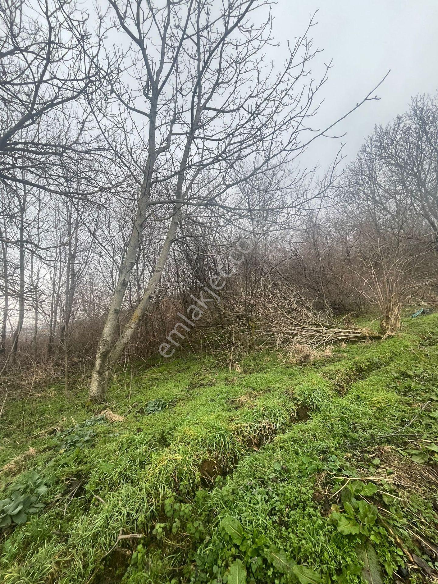 Bursa Kestel Lütfiye Köyiçi Tek Tapu 1256 M2 — fotoğraf 7