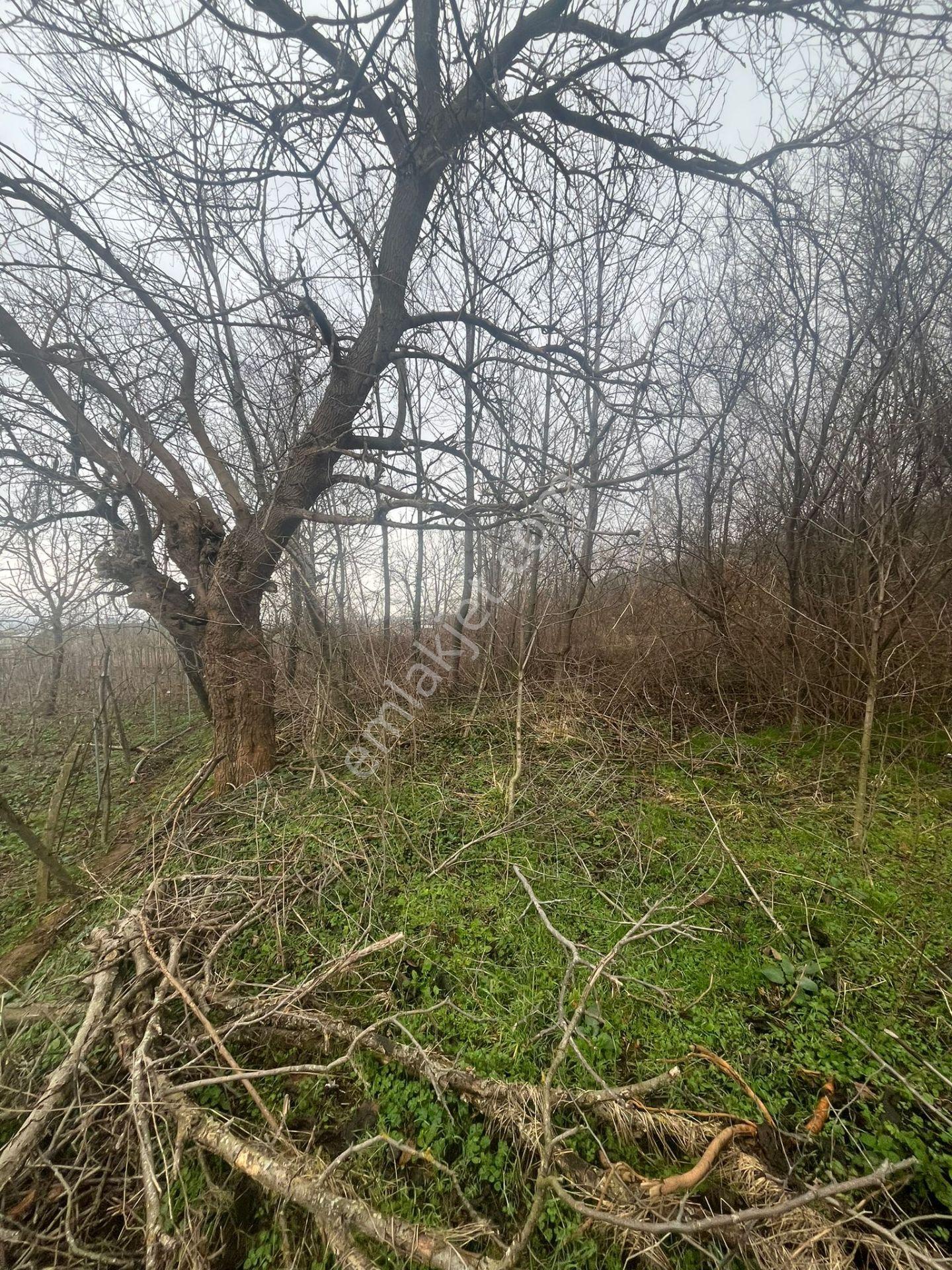 Bursa Kestel Lütfiye Köyiçi Tek Tapu 1256 M2 — fotoğraf 8