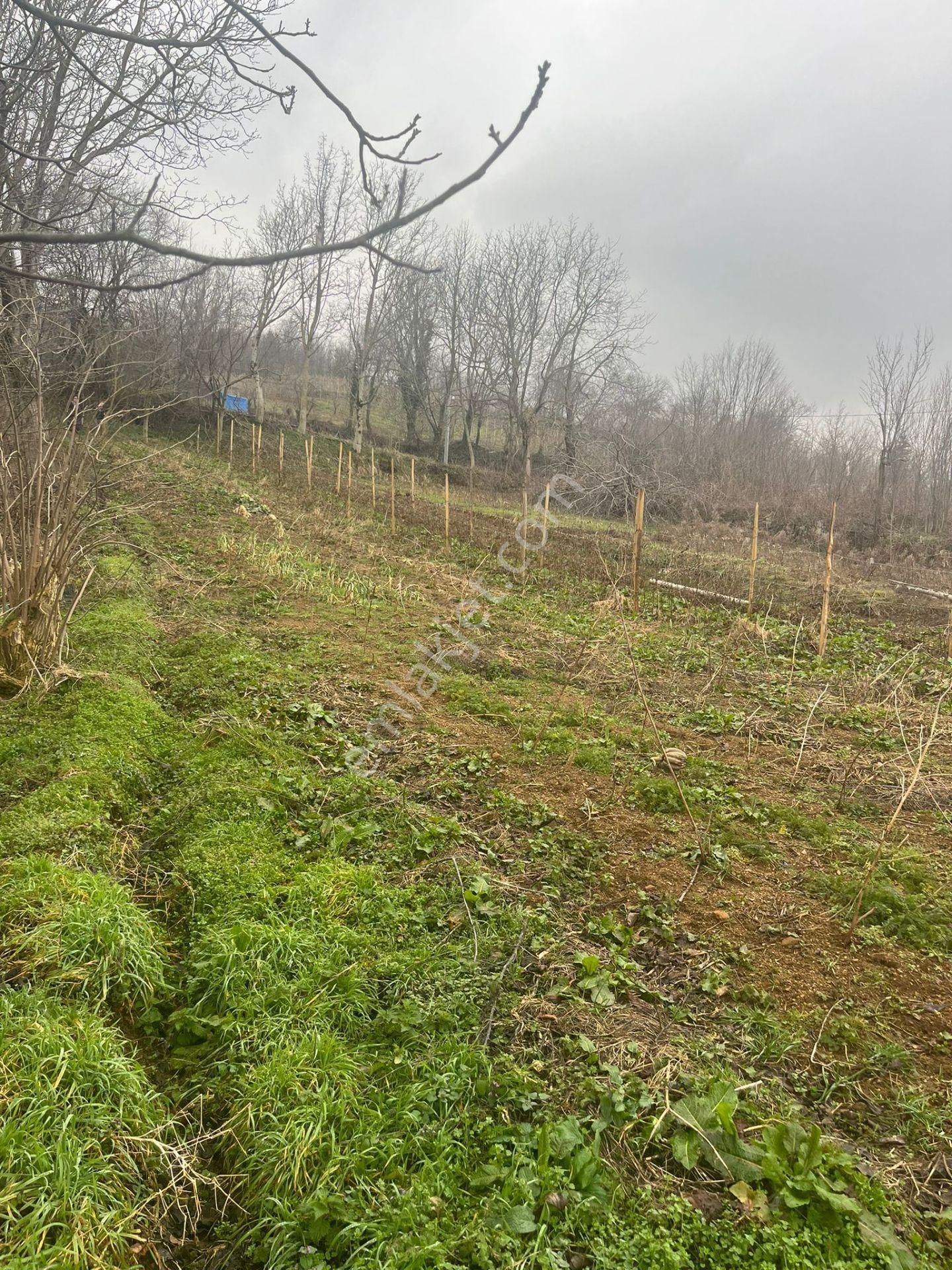 Bursa Kestel Lütfiye Köyiçi Tek Tapu 1256 M2 — fotoğraf 10