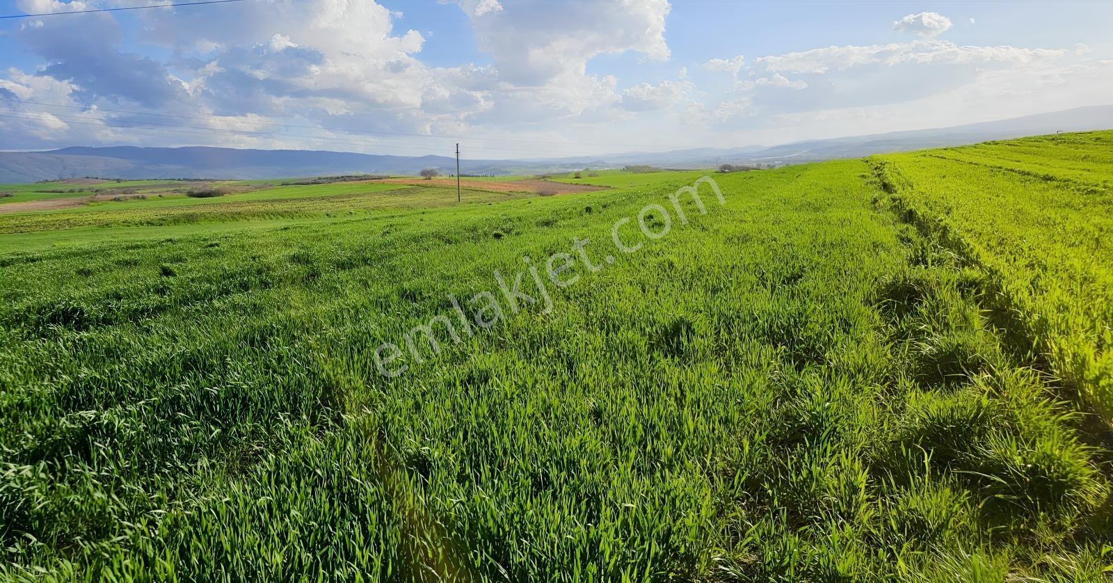 Bursa Mustafakemalpaşa Çeltikçide Uygun Fiyatlı 6.145 M² Tarla! — fotoğraf 16