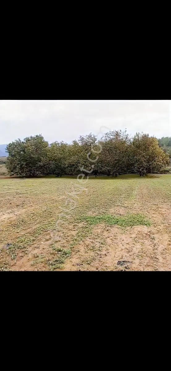 Sakarya Geyve Bayat Mahallesinde 994m2 Asfalta Cepheli Tarla — fotoğraf 3