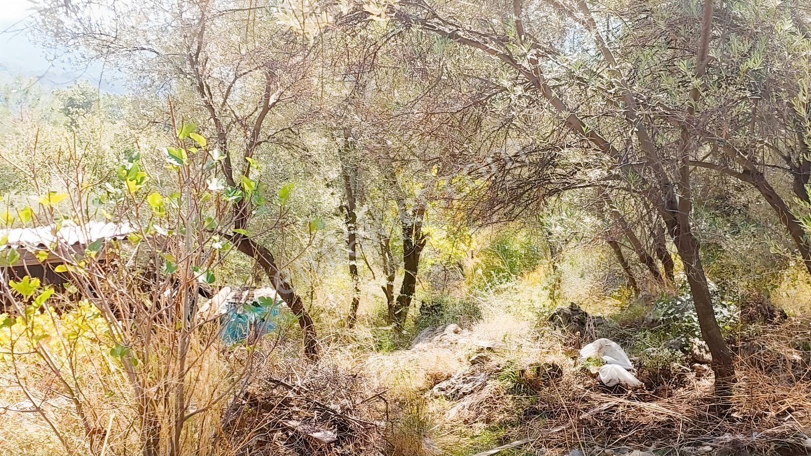 Fethiye Gökçeovacıkta Panaromik Deniz Manzaralı Satılık Arazi — fotoğraf 19