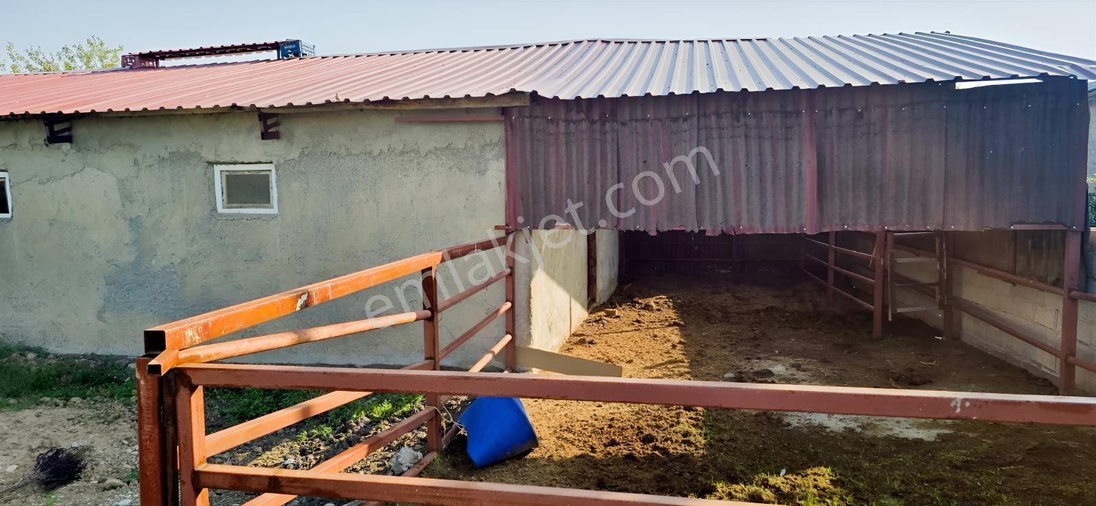 1000 M²arsa İçinde 2 Katlı Ruhsatlı Müstakil Ev 40 Başlık Besi — fotoğraf 4
