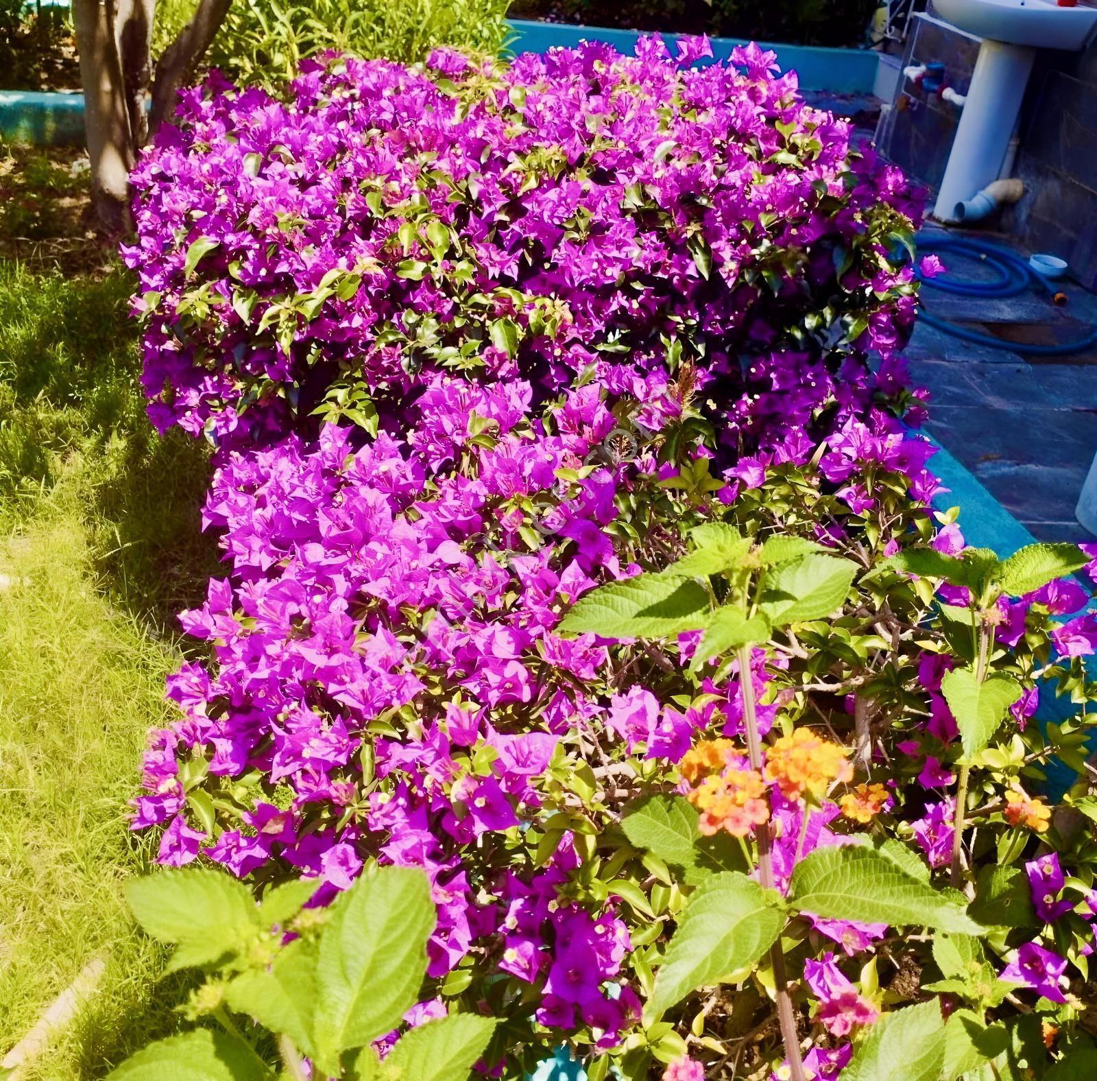 Antalya Serik Belekte Geniş Bahçeli 3+1 Satılık Villa — fotoğraf 7