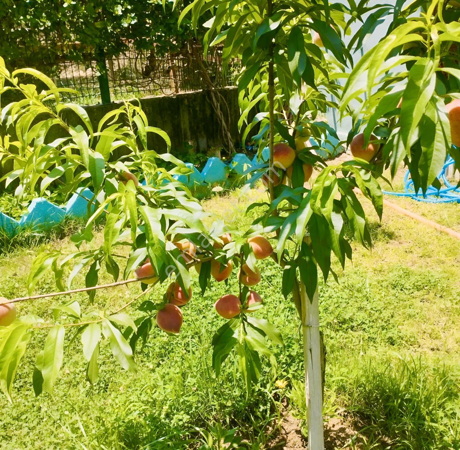 Antalya Serik Belekte Geniş Bahçeli 3+1 Satılık Villa — fotoğraf 33