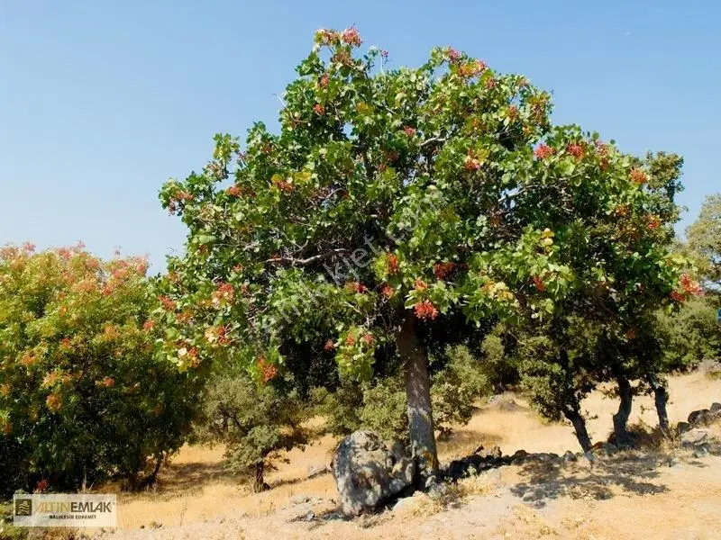 Ayvacık Kuruoba 12.042m² Deniz Ve Doğa Manzaralı Eşsiz Taş Ev — fotoğraf 30