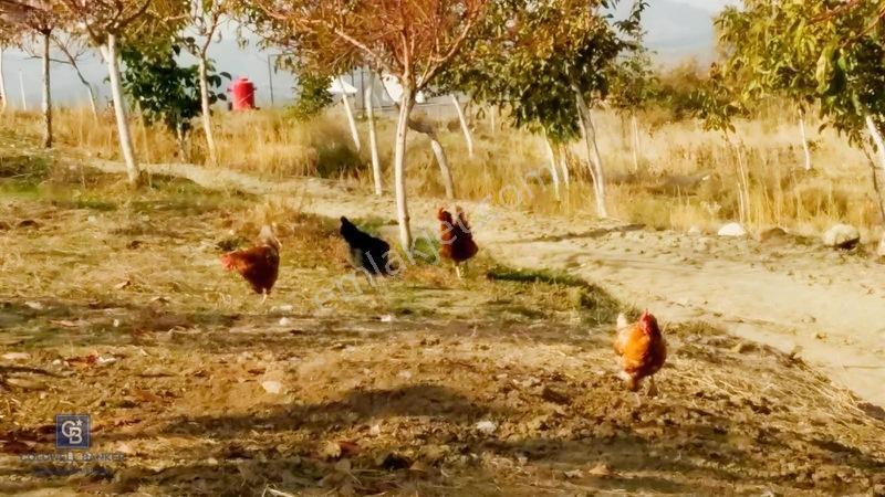 Manisa Gördes'de Satılık 138.500 M2 Ceviz & Zeytin Bahçesi... — fotoğraf 7