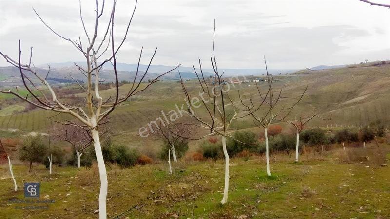 Manisa Gördes'de Satılık 138.500 M2 Ceviz & Zeytin Bahçesi... — fotoğraf 8