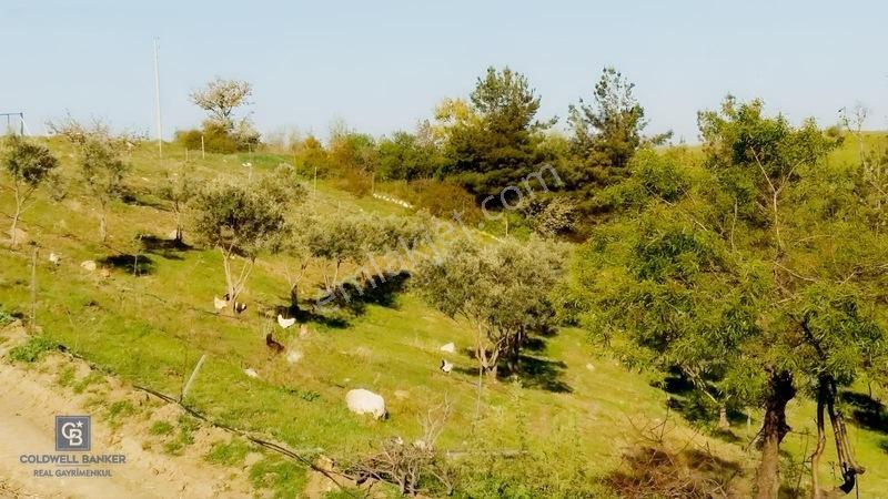 Manisa Gördes'de Satılık 138.500 M2 Ceviz & Zeytin Bahçesi... — fotoğraf 11