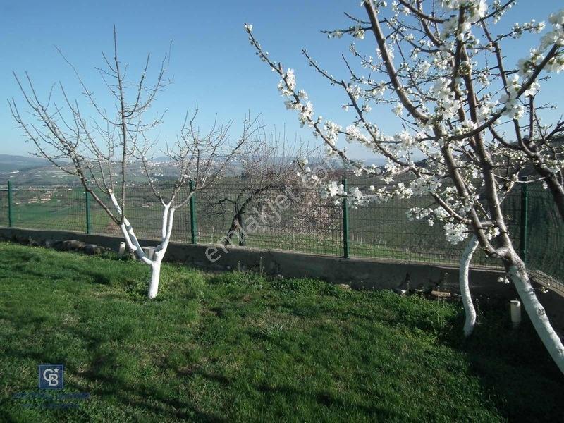 Manisa Gördes'de Satılık 138.500 M2 Ceviz & Zeytin Bahçesi... — fotoğraf 14