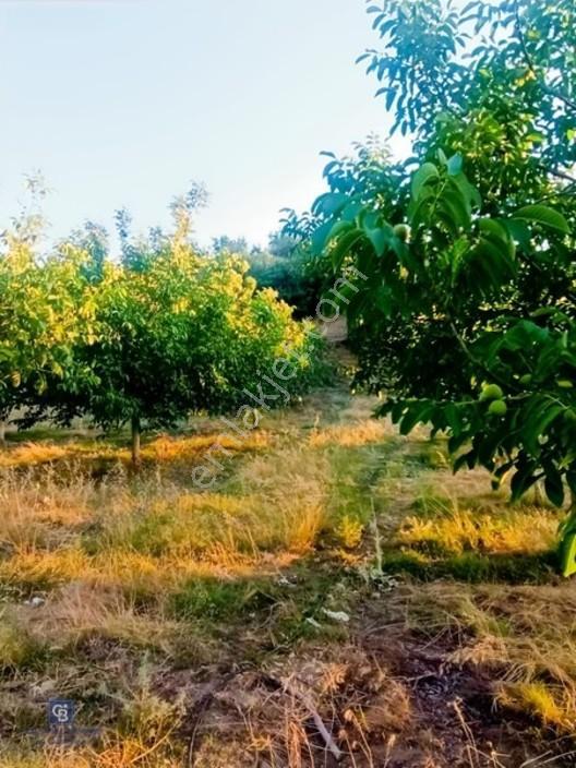 Manisa Gördes'de Satılık 138.500 M2 Ceviz & Zeytin Bahçesi... — fotoğraf 22