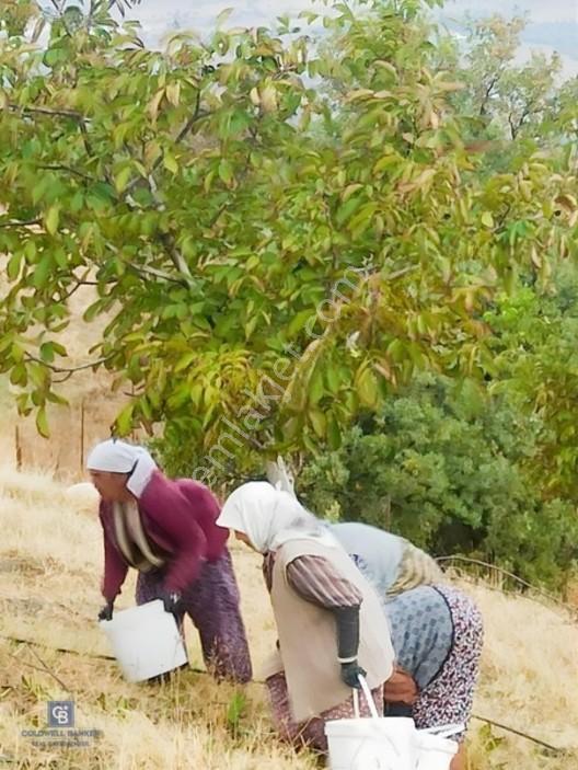 Manisa Gördes'de Satılık 138.500 M2 Ceviz & Zeytin Bahçesi... — fotoğraf 25