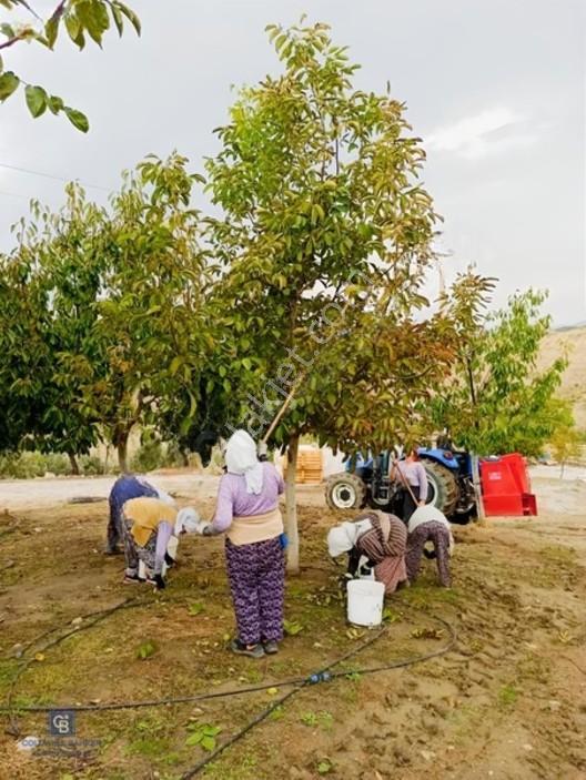 Manisa Gördes'de Satılık 138.500 M2 Ceviz & Zeytin Bahçesi... — fotoğraf 26