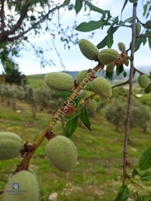 Manisa Gördes'de Satılık 138.500 M2 Ceviz & Zeytin Bahçesi... — fotoğraf 27