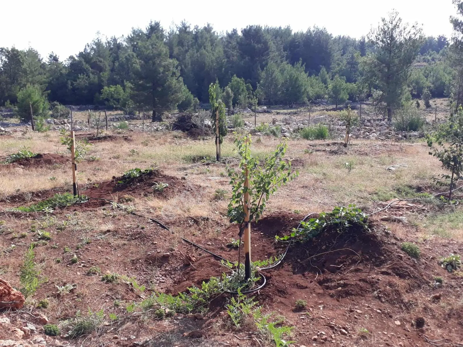 Bucak Karaseki'de Satılık Bahçe — fotoğraf 2