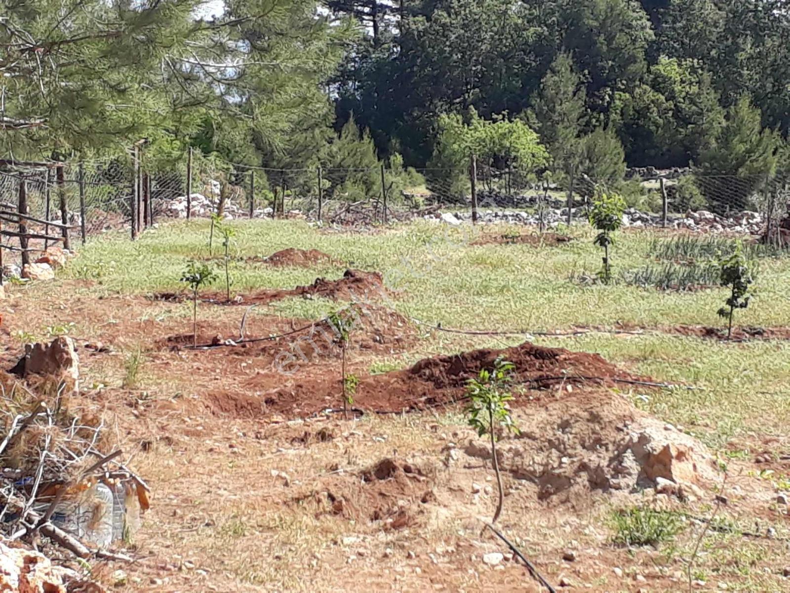 Bucak Karaseki'de Satılık Bahçe — fotoğraf 8