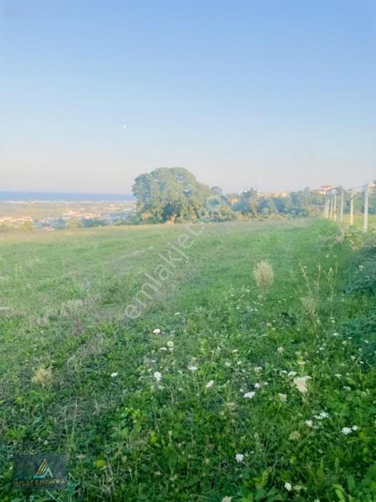 Mavi Atlas Tan 19 Mayıs Kertmede Deniz Manzaralı Tarla — fotoğraf 19