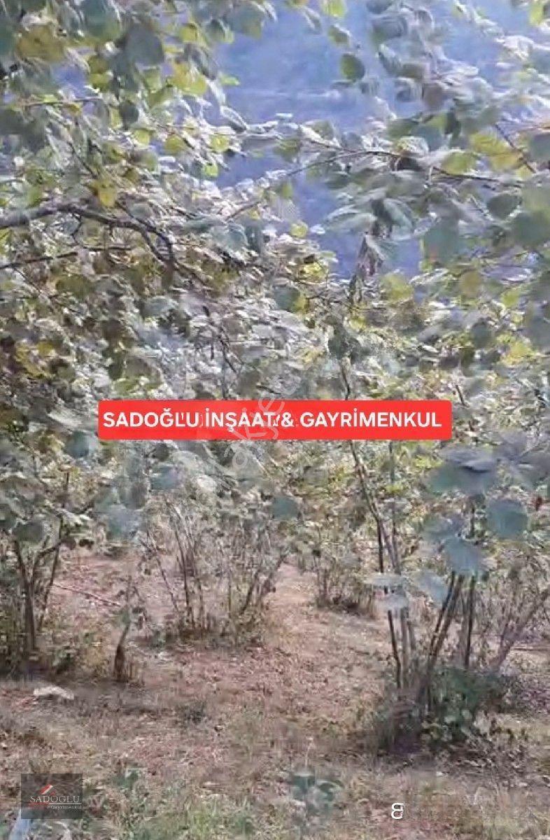 Trabzon Yomra Kayabaşın' Da Satılık 9.319 M2 Fındık Bahçesi