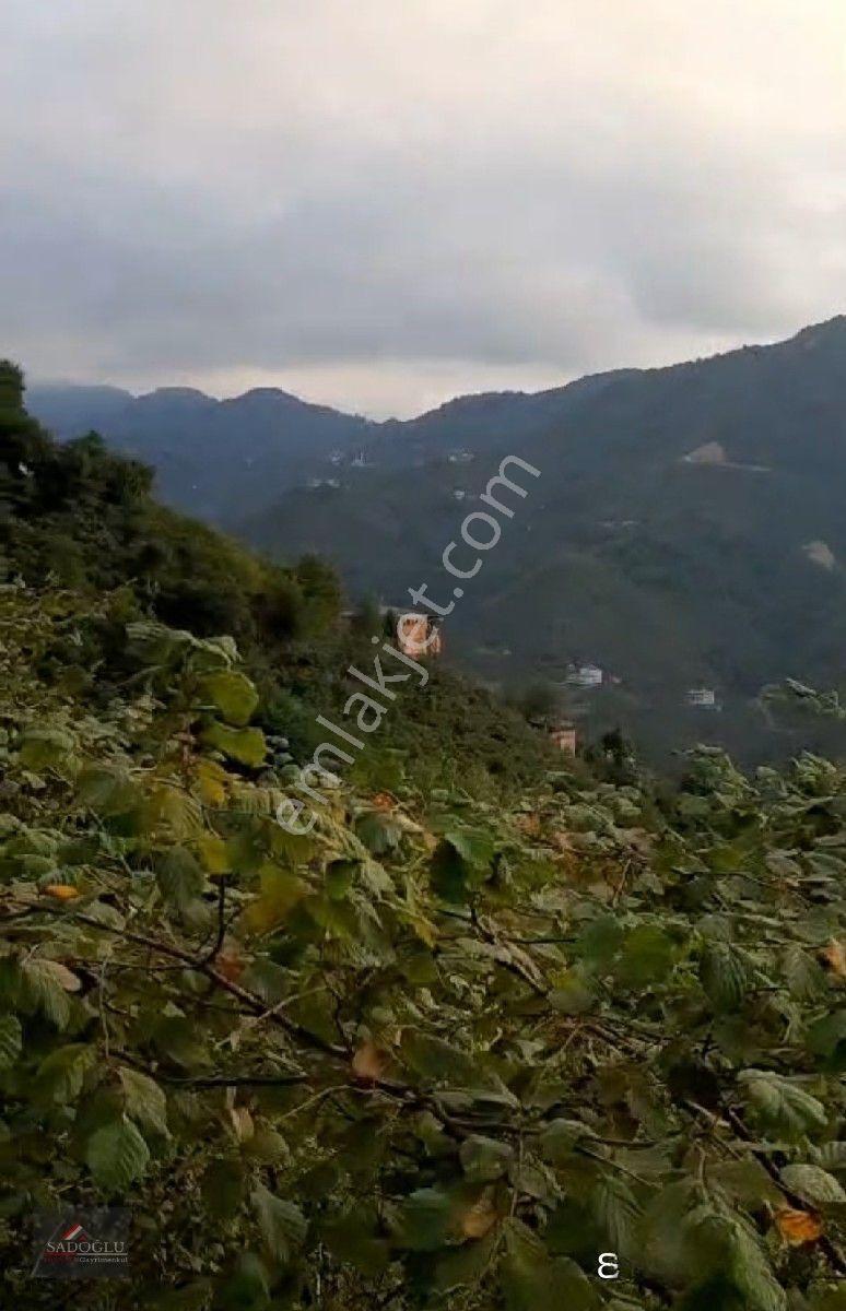 Trabzon Yomra Kayabaşın' Da Satılık 9.319 M2 Fındık Bahçesi — fotoğraf 12