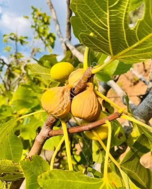Nazilli Bağcıllı'Da Satılık 2019 M² Verimli Bağ Ve Bahçe