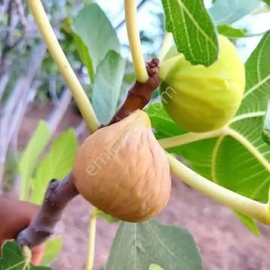 Nazilli Bağcıllı'da Satılık 2019 M² Verimli Bağ Ve Bahçe — fotoğraf 2