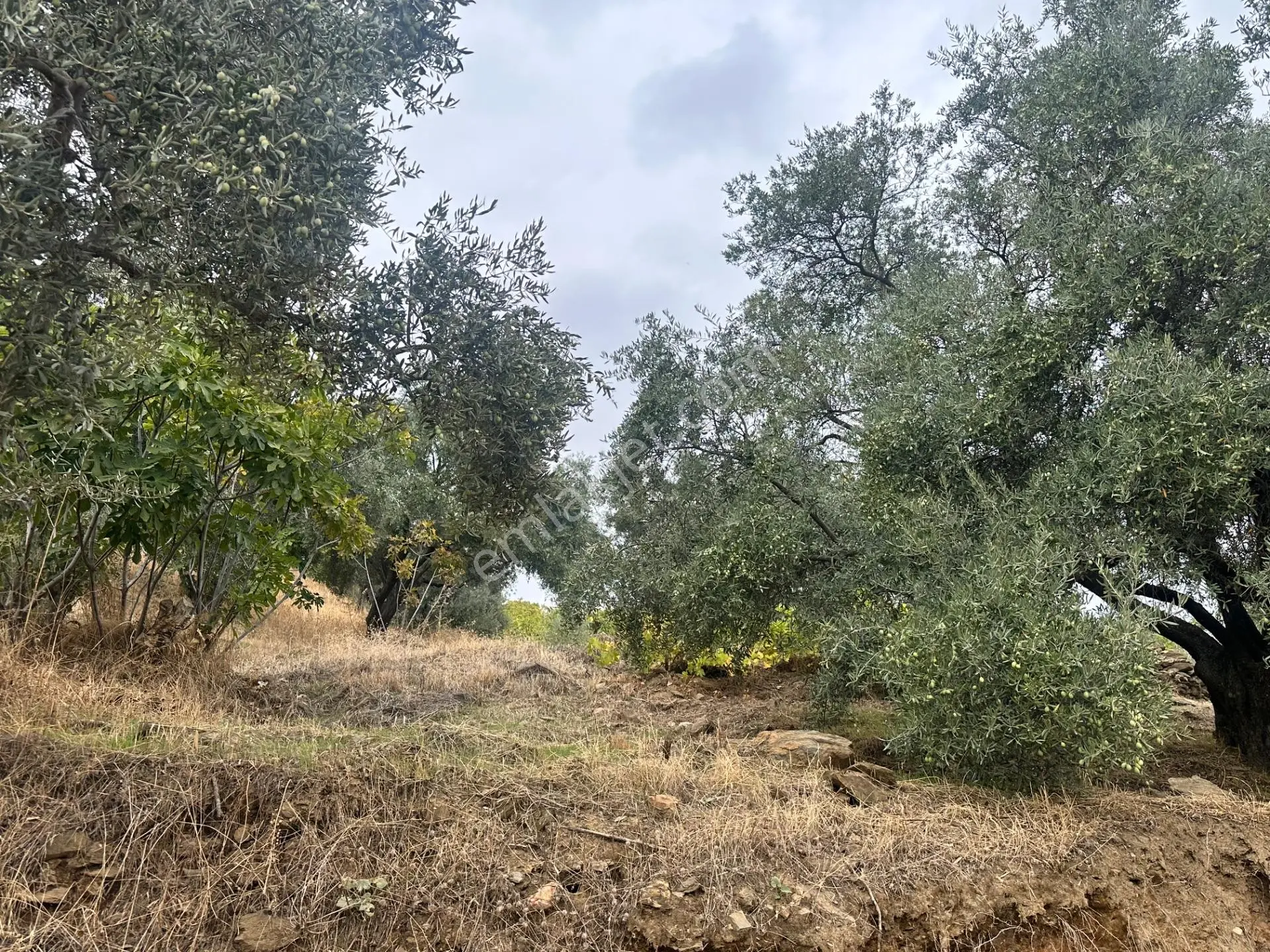 Nazilli Bağcıllı'da Satılık 2019 M² Verimli Bağ Ve Bahçe — fotoğraf 3