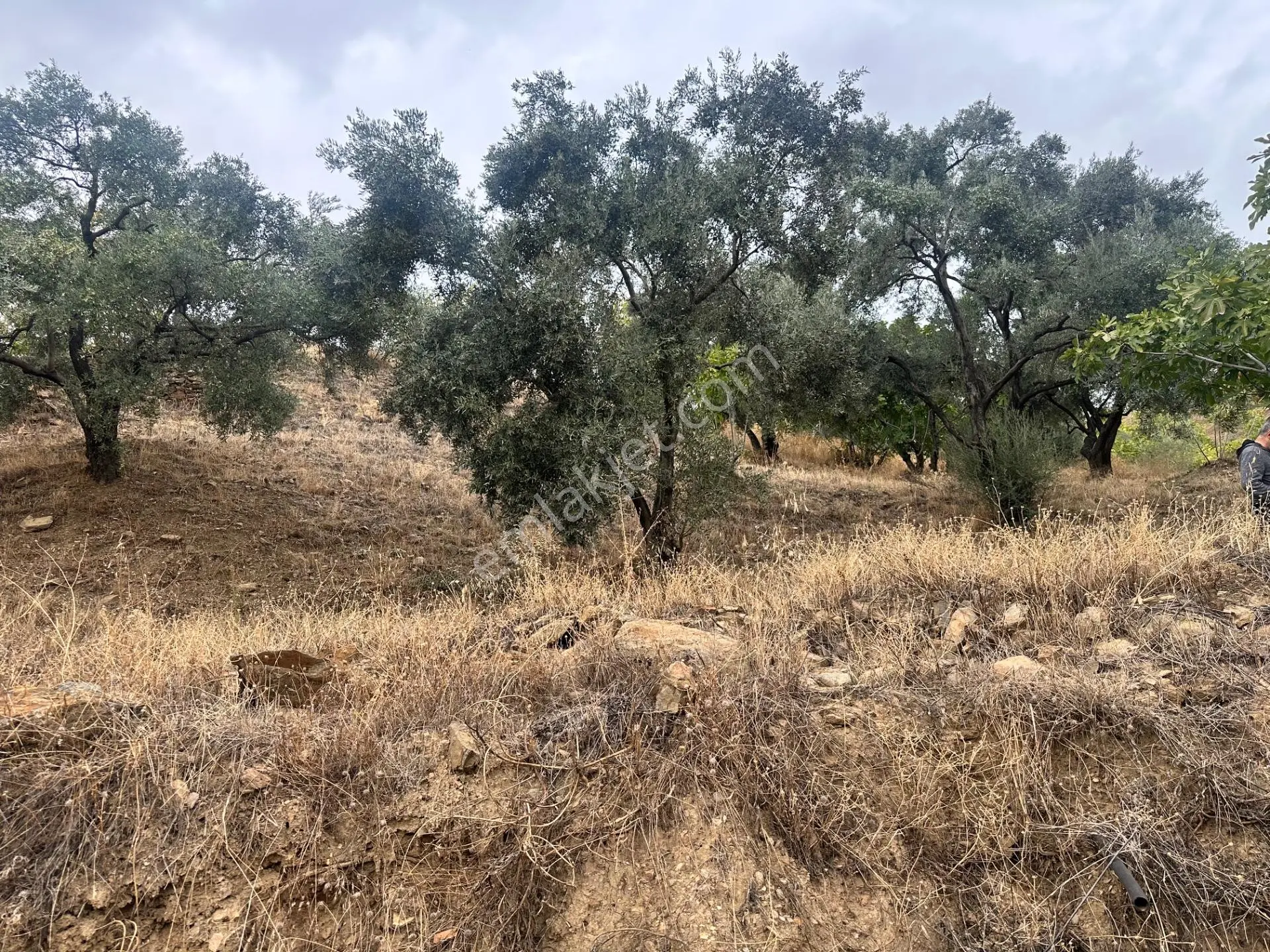 Nazilli Bağcıllı'da Satılık 2019 M² Verimli Bağ Ve Bahçe — fotoğraf 4