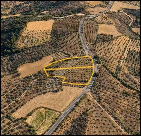 Muğla Yatağan Şeref Köyü Zeytin Bahçesi 2 Parsel Birlikte Satılık