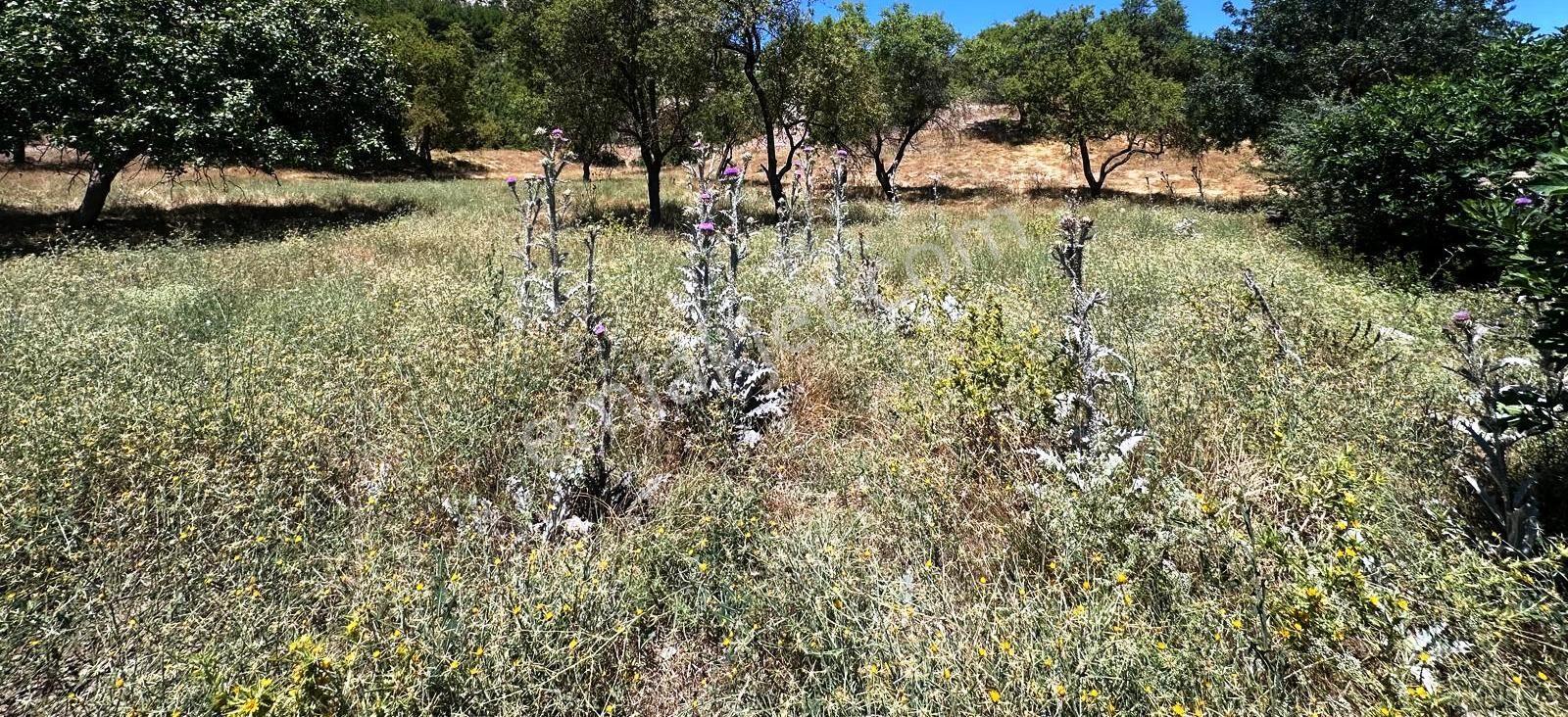 Muğla Yatağan Şeref Köyü Zeytin Bahçesi 2 Parsel Birlikte Satılık — fotoğraf 2