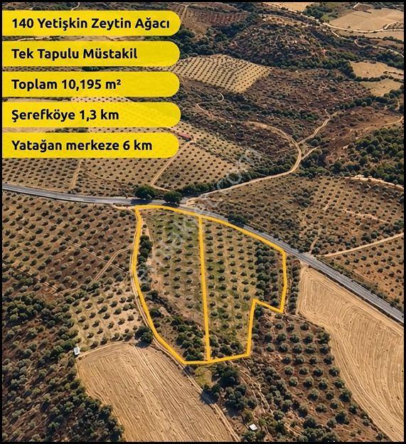 Muğla Yatağan Şeref Köyü Zeytin Bahçesi 2 Parsel Birlikte Satılık — fotoğraf 3
