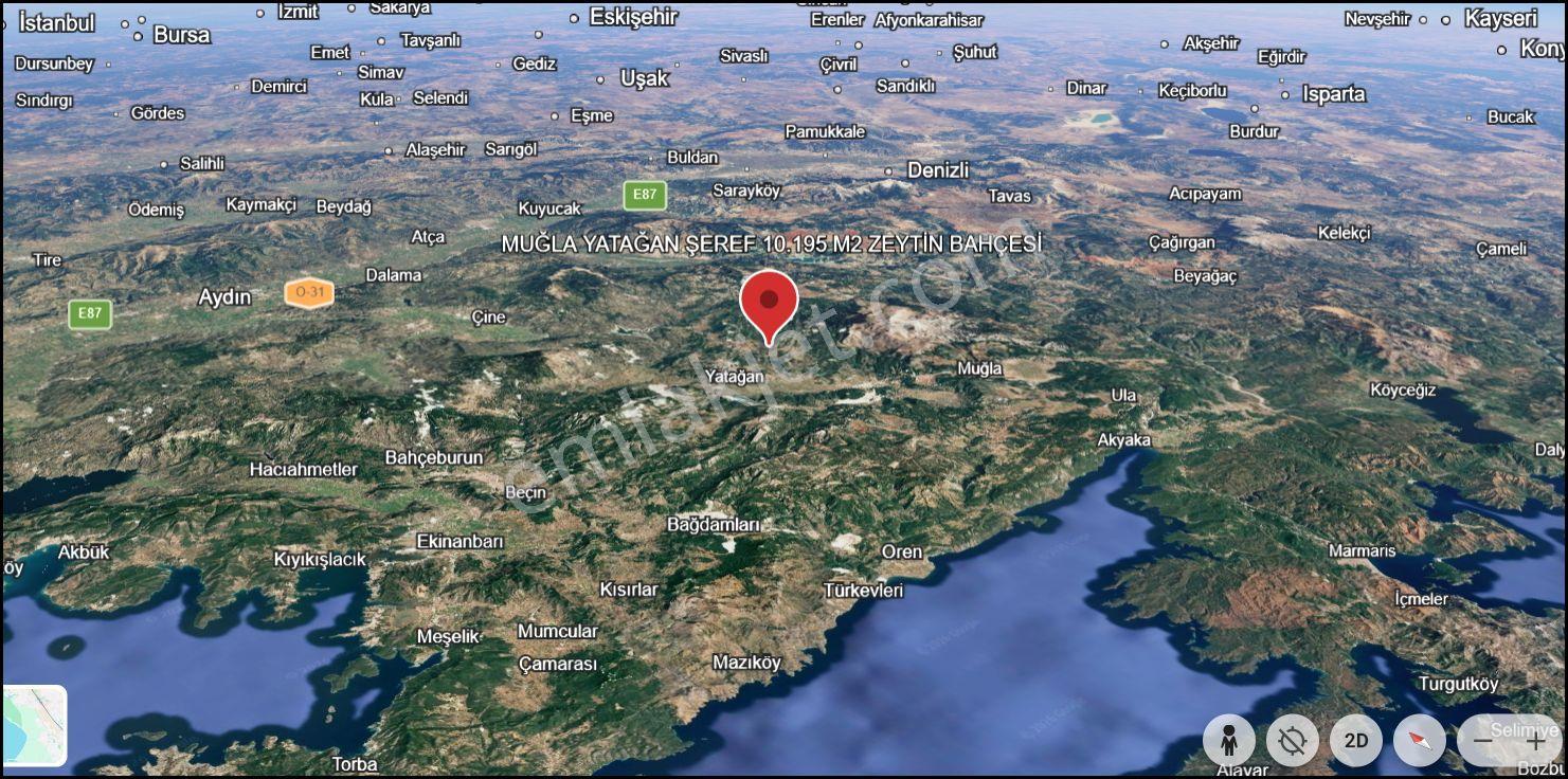Muğla Yatağan Şeref Köyü Zeytin Bahçesi 2 Parsel Birlikte Satılık — fotoğraf 6