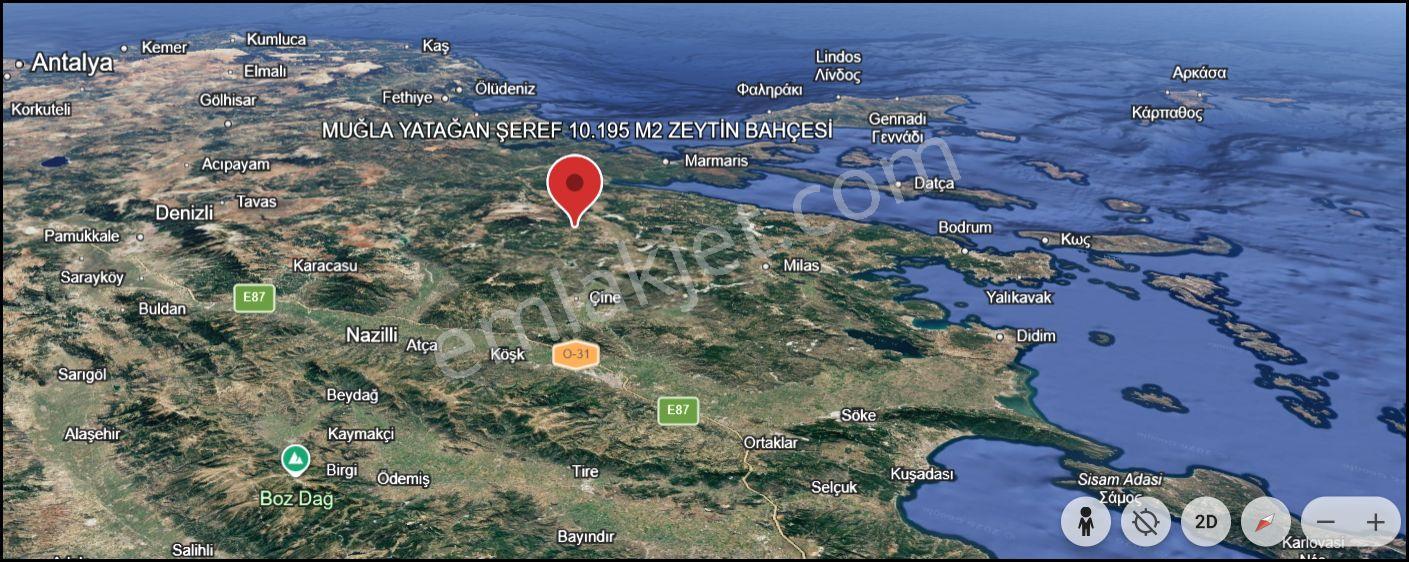 Muğla Yatağan Şeref Köyü Zeytin Bahçesi 2 Parsel Birlikte Satılık — fotoğraf 8