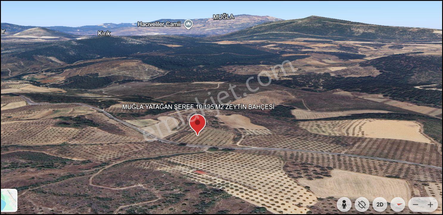 Muğla Yatağan Şeref Köyü Zeytin Bahçesi 2 Parsel Birlikte Satılık — fotoğraf 16