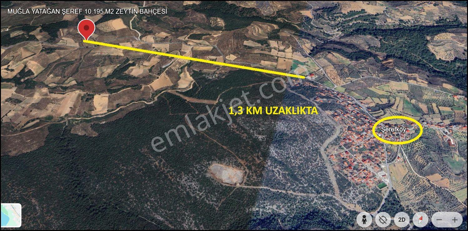 Muğla Yatağan Şeref Köyü Zeytin Bahçesi 2 Parsel Birlikte Satılık — fotoğraf 21