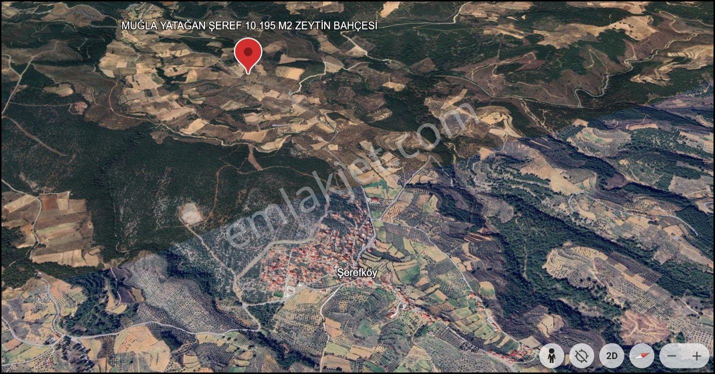 Muğla Yatağan Şeref Köyü Zeytin Bahçesi 2 Parsel Birlikte Satılık — fotoğraf 22