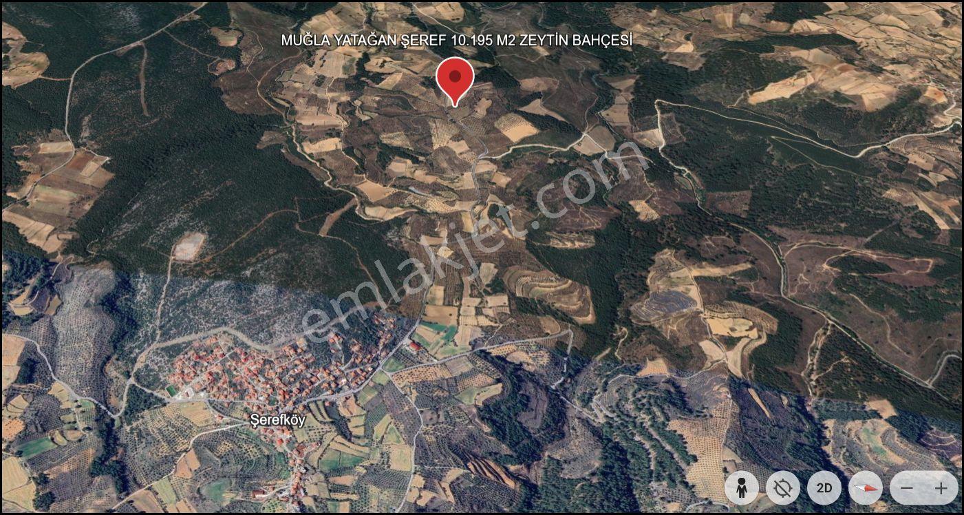 Muğla Yatağan Şeref Köyü Zeytin Bahçesi 2 Parsel Birlikte Satılık — fotoğraf 23